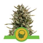 Amnesia Haze Auto Autoflower By Royal Queen Seeds