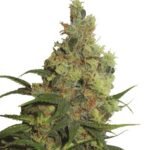 Amnesia Haze Automatic Autoflower By Nirvana