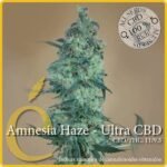 Amnesia Haze Ultra Cbd Feminized By Elite Seeds