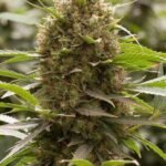 Amnesia Kush Feminized By Dinafem