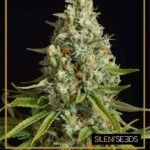 Amnesia Lemon Feminized By Silent Seeds