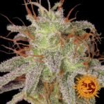 Amnesia Lemon Feminized By Barneys Farm
