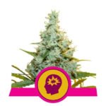 Amnesia Mac Ganja - Amg Feminized By Royal Queen Seeds