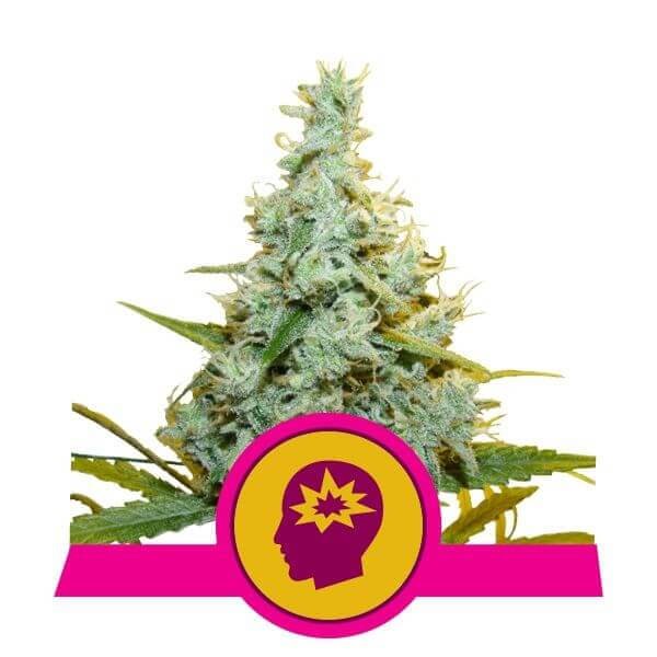 amnesia-mac-ganja-amg-3-seeds.jpg Amnesia Mac Ganja - Amg Feminized By Royal Queen Seeds - Image 1