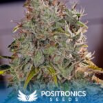 Amnesia Mistery Feminized By Positronics