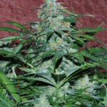 Amnesia Ryder Autoflower By World Of Seeds