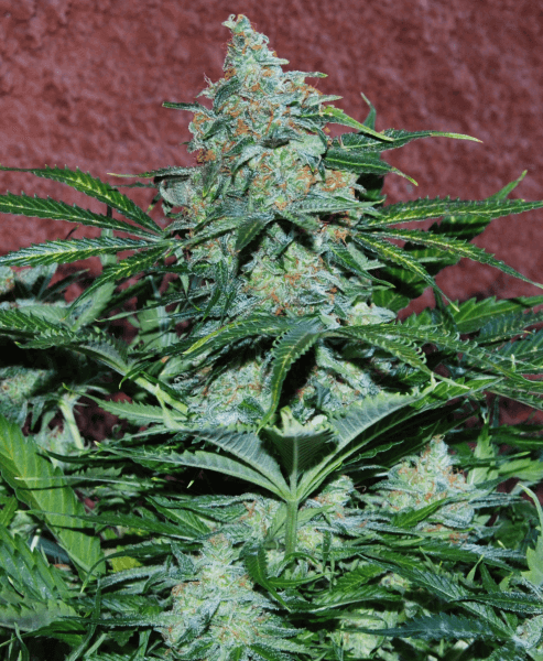 amnesia-ryder-3-seeds.png Amnesia Ryder Autoflower By World Of Seeds - Image 1