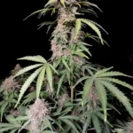 Amnesia Z Auto Autoflower By Fast Buds