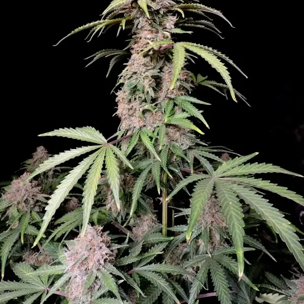 amnesia-z-auto-1-seed-1.webp Amnesia Z Auto Autoflower By Fast Buds - Image 1