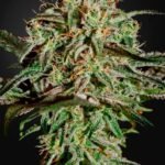Ams Feminized By Green House Seeds
