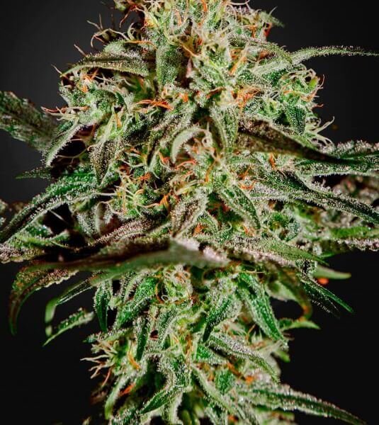 ams-3-seeds.jpg Ams Feminized By Green House Seeds - Image 1