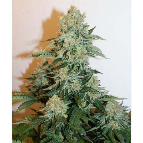 anesthesia-5-seeds.jpg Anesthesia Feminized By Pyramid Seeds - Image 1