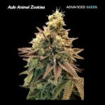 Animal Zookies Auto Autoflower By Advanced Seeds