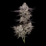 Animorph Mints Feminized By Compound Genetics