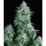 Anubis Feminized By Pyramid Seeds