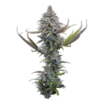 Apollo Feminized By Brothers Grimm Seeds