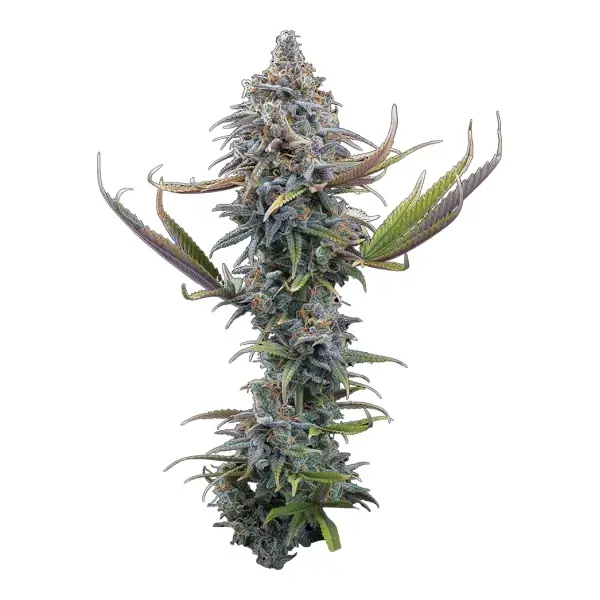 apollo-3-seeds-1.webp Apollo Feminized By Brothers Grimm Seeds - Image 1
