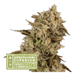 Apollo Black Cherry Auto Feminized By Seedstockers