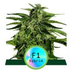 Apollo F1 Auto Autoflower By Royal Queen Seeds