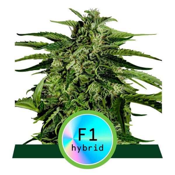apollo-f1-auto-1-seed.jpg Apollo F1 Auto Autoflower By Royal Queen Seeds - Image 1