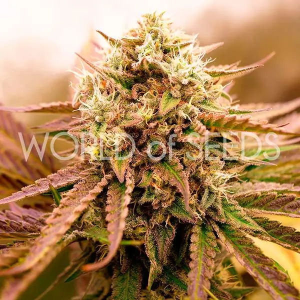 appalachian-kush-early-version-3-seeds-1.webp Appalachian Kush Early Version Feminized By World Of Seeds - Image 1