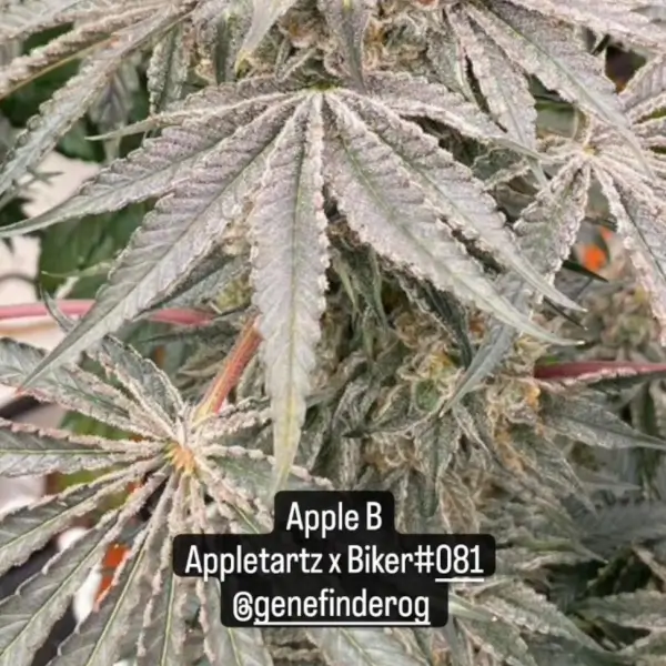 apple-b-6-seeds-1.webp Apple B Feminized By Karma Genetics - Image 1