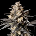 Apple Bananas Feminized By 00 Seeds Bank