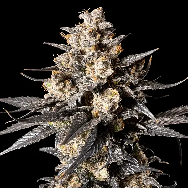 apple-bananas-5-seeds-1.webp Apple Bananas Feminized By 00 Seeds Bank - Image 1