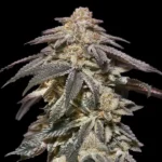 Apple Bananas Auto Autoflower By 00 Seeds Bank