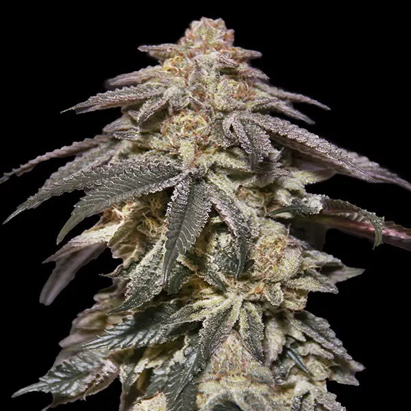 apple-bananas-auto-5-seeds-1.webp Apple Bananas Auto Autoflower By 00 Seeds Bank - Image 1