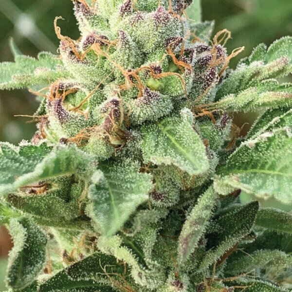 apple-blossom-3-seeds.jpg Apple Blossom Feminized By Humboldt Seed Company - Image 1