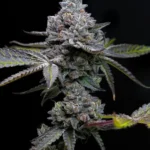 Apple Fritter Feminized By Barneys Farm