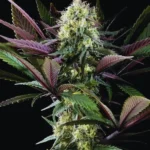 Apple Fritter Bioboost Feminized By Kannabia