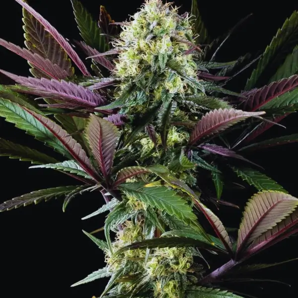 apple-fritter-bioboost-31-seeds.webp Apple Fritter Bioboost Feminized By Kannabia - Image 1