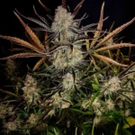 Apple Strudel Auto Autoflower By Fast Buds