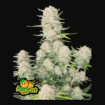 Apricot Auto Autoflower By Fast Buds