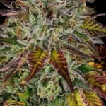 Apricot Candy Feminized By Paradise Seeds