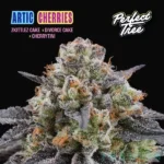 Arctic Cherries Feminized By Perfect Tree