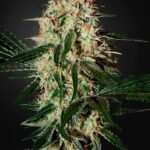 Arjan'S Haze #3 Feminized By Green House Seeds