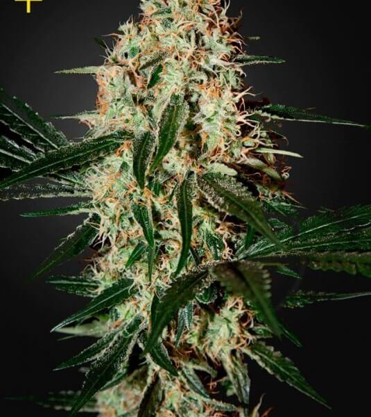 arjans-haze-3-3-seeds.jpg Arjan'S Haze #3 Feminized By Green House Seeds - Image 1