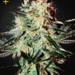 Arjan'S Strawberry H. Feminized By Green House Seeds