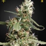 Arjan'S Ultra Haze #1 Feminized By Green House Seeds