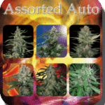 Assorted Auto Mix Autoflower By Buddha Seeds