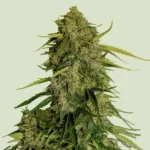 Atlas F1 Autoflower By Royal Queen Seeds