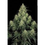 Atomical Haze Feminized By Paradise Seeds