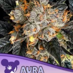 Aura Feminized By Anesia Seeds