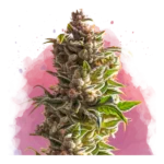 Aurora Indica Feminized By Nirvana