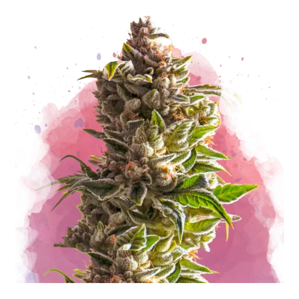 aurora-indica-5-seeds-1.webp Aurora Indica Feminized By Nirvana - Image 1