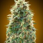 Auto 00 Cheese Autoflower By 00 Seeds Bank