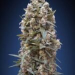 Auto 00 Kush Autoflower By 00 Seeds Bank
